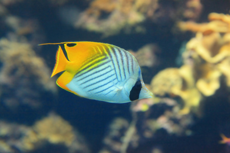 美丽黄色热带鱼