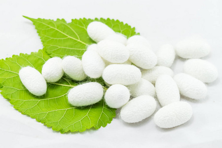 白绢茧与桑叶白色背景照片