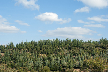 风景与小山和树