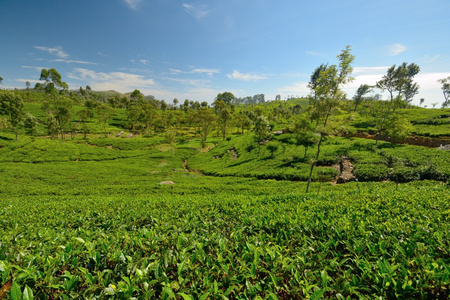 斯里兰卡的茶叶种植园