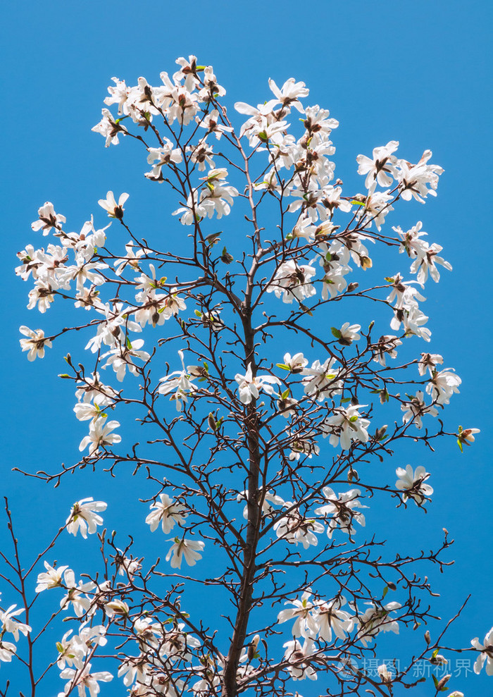 春天盛开的白玉兰树