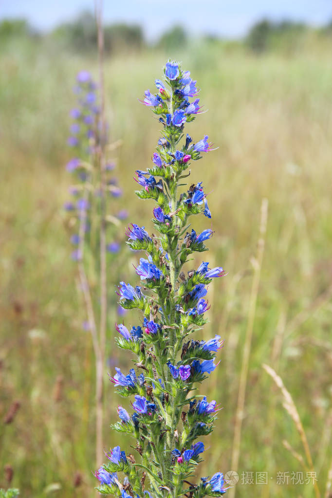 美丽的echium 在夏天开花 草甸花 夏日盛开的蓝色花朵照片 正版商用图片05jju2 摄图新视界