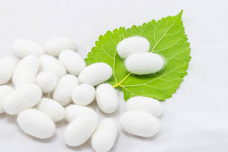 茧白绢茧与桑叶白色背景照片