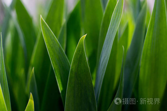 大绿色植物与明亮的叶子