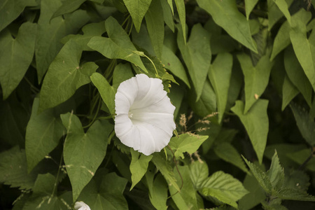 白色的 Calystegia 也叫旋花假旋花在夏天的阳光下的光辉