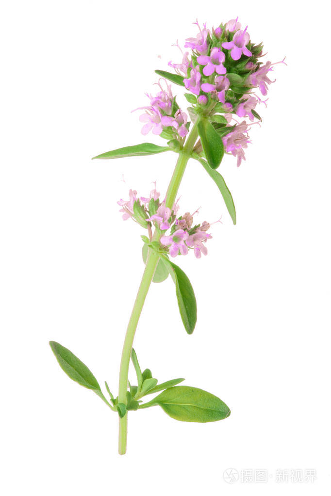 在白色背景上分离的花枝百里香香料