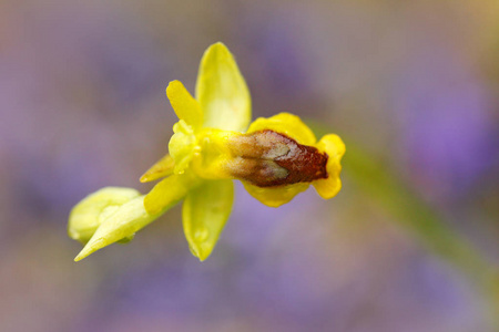 Ophrys 牡丹, 黄色 Ophrys, 在意大利的。开花欧洲陆地野生兰花, 自然栖息地。美丽的细节绽放, 春天场面从欧洲。绿