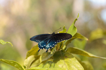 Pipevine 凤蝶蝶 Battus philenor 翅在佛罗里达州那不勒斯的蝴蝶花园中传播
