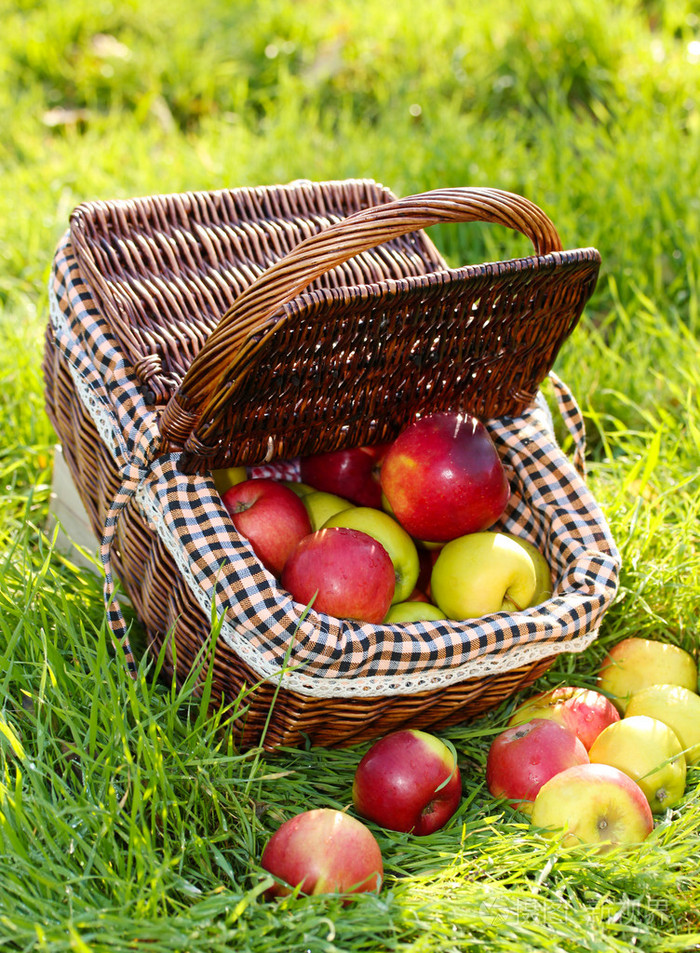 新鲜成熟的苹果在绿色草地上的花园里的购物篮
