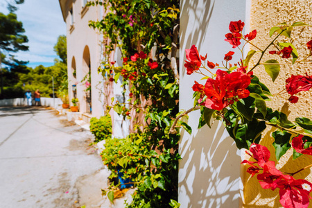 在小地中海阿索斯村的人行道上的红色红紫色花朵。传统希腊的房子在街道与一个大叶子花