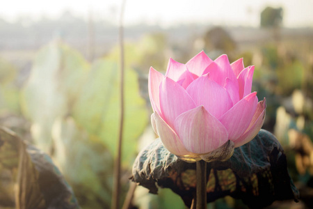 阳光明媚的粉红莲花