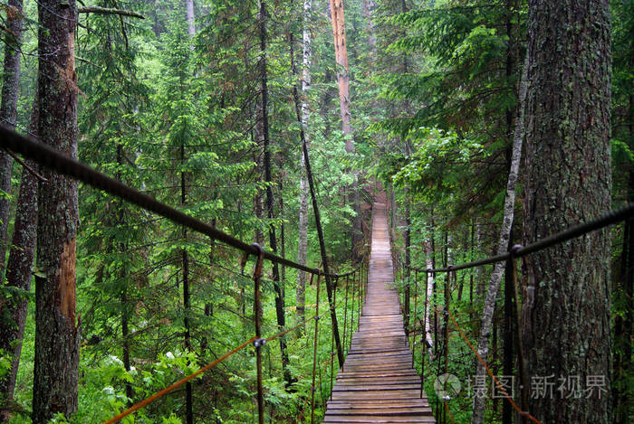 悬索桥通过在森林深处的峡谷, 伸展成透视