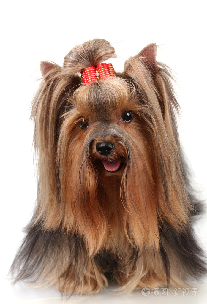孤立在白色的漂亮约克夏犬