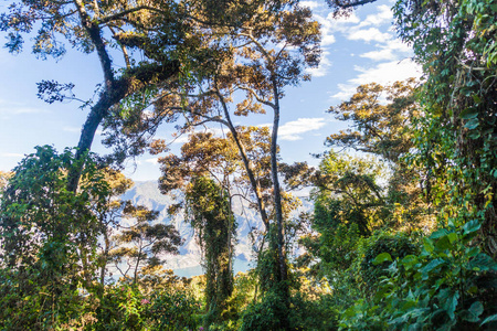 危地马拉圣佩德罗火山覆盖的云森林