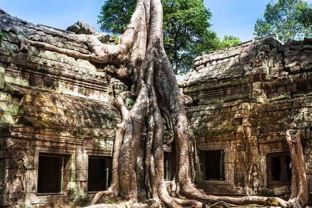 柬埔寨吴哥窟的 Ta Phrom, 高棉的历史建筑