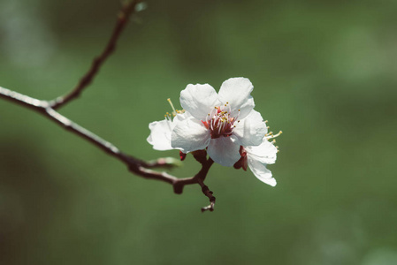 杏树开花