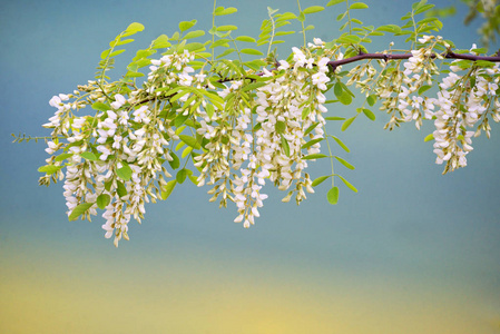 相思花枝