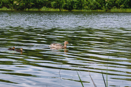 池塘上的鸟儿。一群鸭子和鸽子在水中。mi