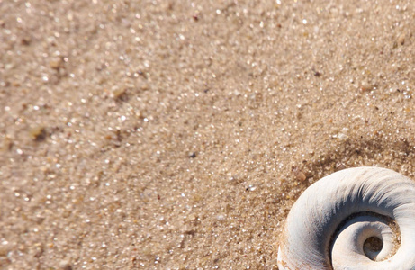 贝壳特写在夏天海滩沙子背景