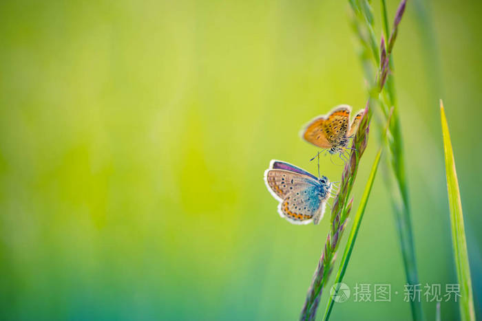 夏天特写蝴蝶和草甸.明亮的风景.灵感自然横幅背景