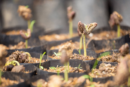 生长在农场的年轻可可树的密切看法照片