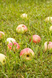 花园里绿草上的红苹果。在夏日果园里落下了成熟的苹果。场浅景深