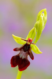 飞兰花, Ophrys insectifera, 开花欧洲陆地野生兰花在自然栖息地, 细节的绽放, 绿色清晰的背景, 捷克共和国