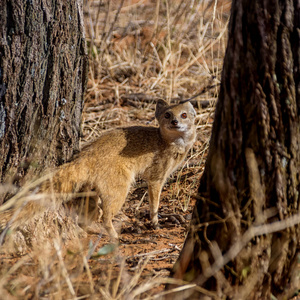 非洲南部大草原树间的黄鼬