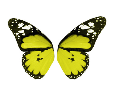 黄色的蝴蝶，在白色背景上孤立的翅膀