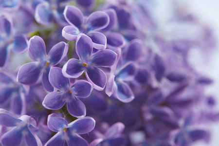 紫色丁香花图片 紫色丁香花素材 紫色丁香花插画 摄图新视界