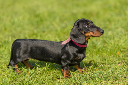 美丽的腊肠狗图片