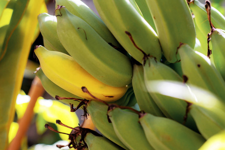 原始和成熟的香蕉在树与纹理
