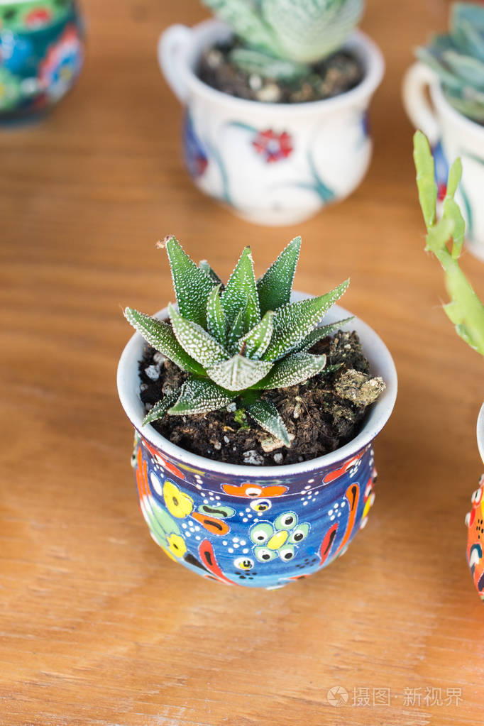 小盆里五颜六色的仙人掌植物