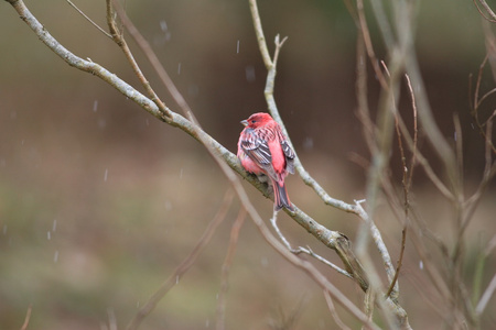 在日本的朱雀帕拉斯 carpodacus 花