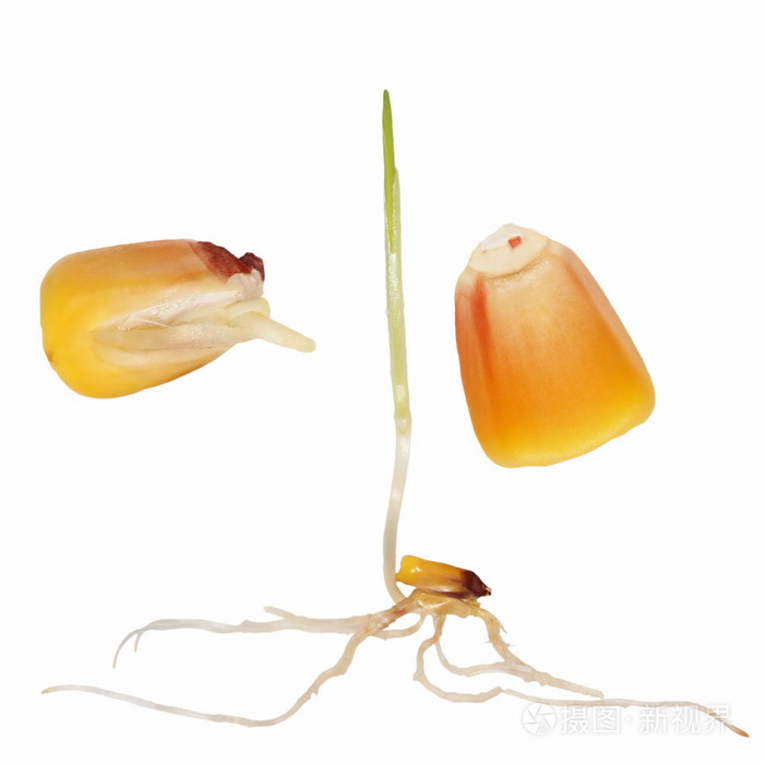 宏萌发的玉米上白色隔离