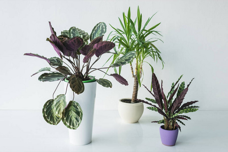 calathea 植物与棕榈在灰色背景下的盆中分离