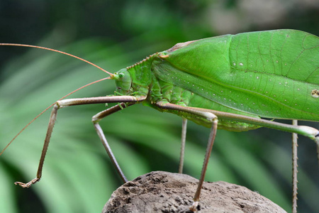 蝈蝈巨型蝈蝈在环境中看起来平静和放松照片