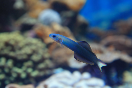 美丽的蓝色热带鱼