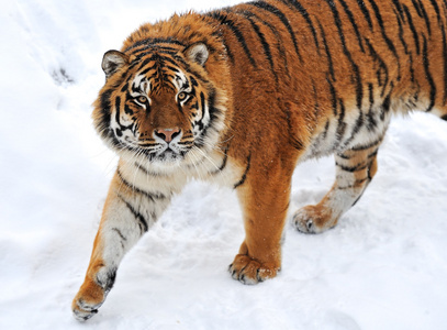 老虎的冬天