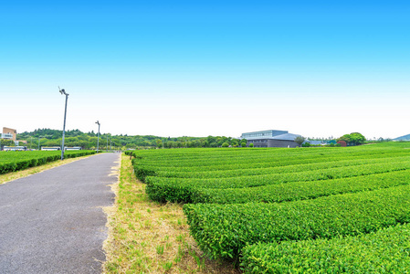 在晴朗的日子, 在山上茶园的人行道上, 济州岛的茶叶种植园