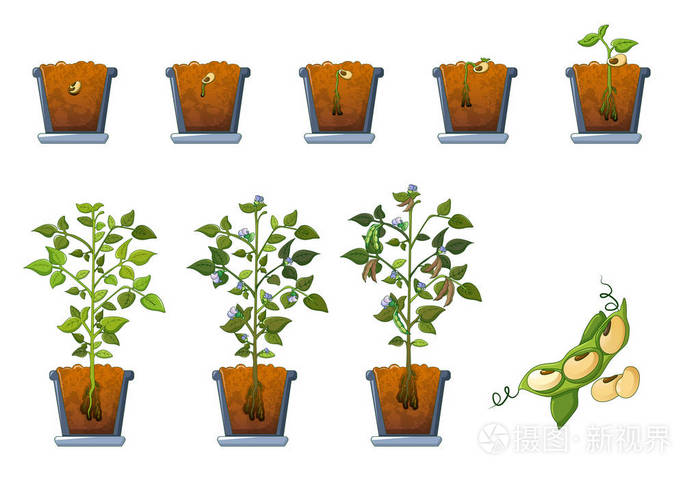 黄豆的生长过程画下来图片