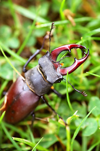 鹿甲虫 Lucanus 鹿 在草地上