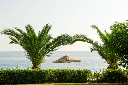 棕榈树, 沙滩伞和大海