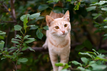 无家可归的生姜美丽的猫在树上