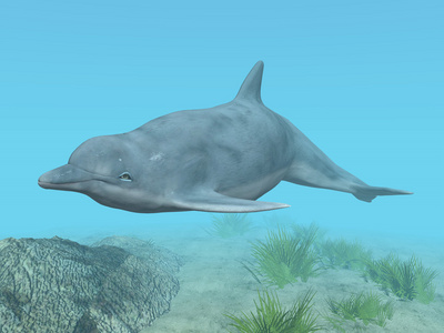 潜水海豚