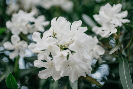 西班牙树上的白花