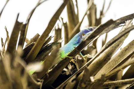 古巴男性蜥蜴艾利森的变色龙 Anolis allisoni, 也被称为蓝为首的变色龙巴拉德罗, 古巴