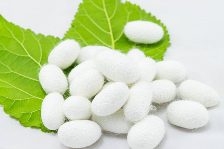 白绢茧与桑叶白色背景照片