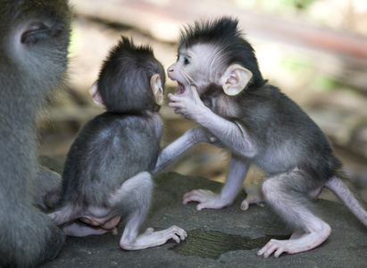 来自巴厘岛的猴子图片