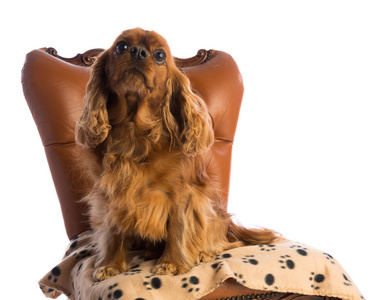骑士国王查尔斯猎犬在扶手椅上白色背景